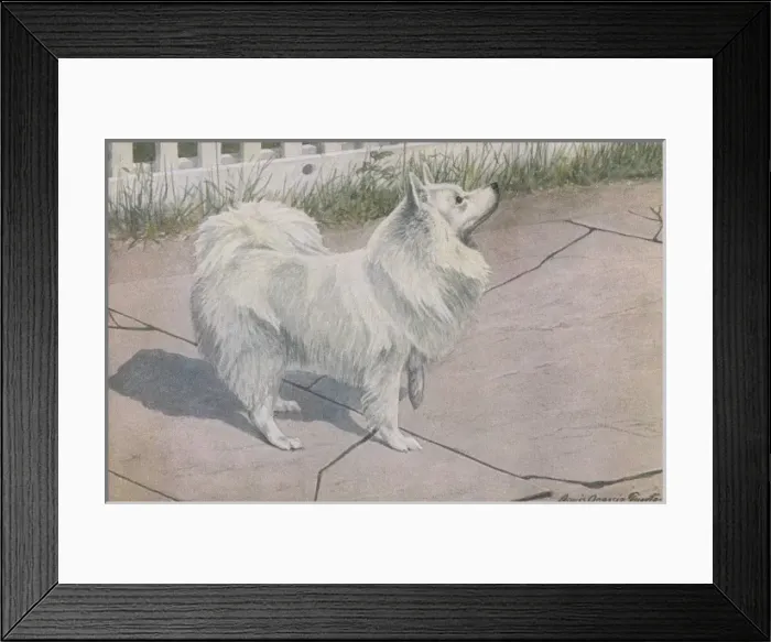 Framed Print : Spitz, with white fur raising its front paw Date: 20th century Framed Print : Spitz, with white fur raising its front paw Date: 20th century