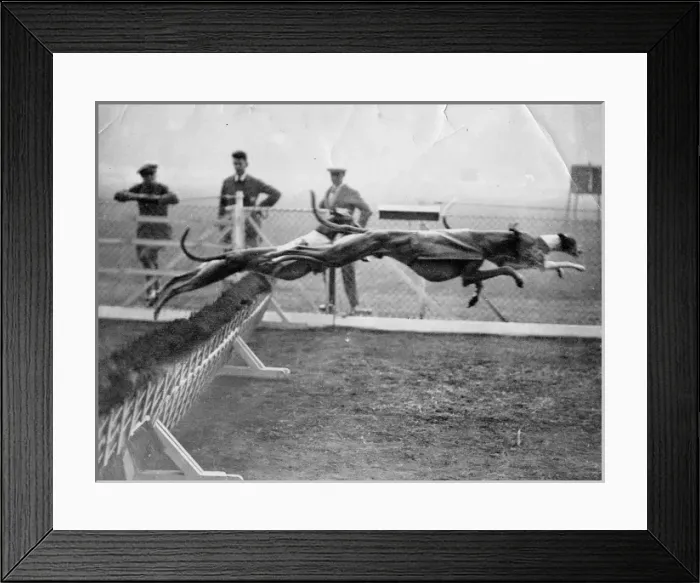 Framed Print : Greyhounds racing Framed Print : Greyhounds racing