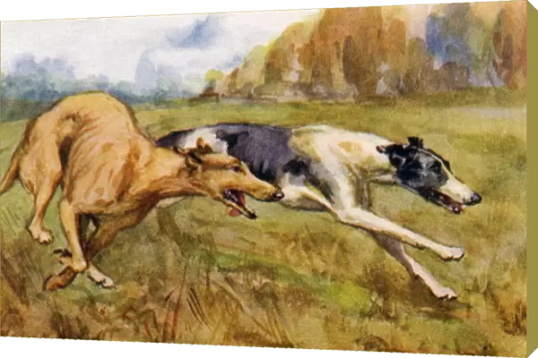 Coursing greyhounds