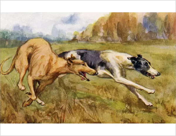 Coursing greyhounds
