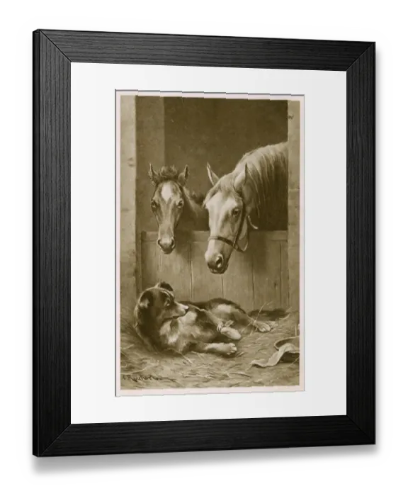 Framed Print : Two Horses and an injured Collie dog Framed Print : Two Horses and an injured Collie dog