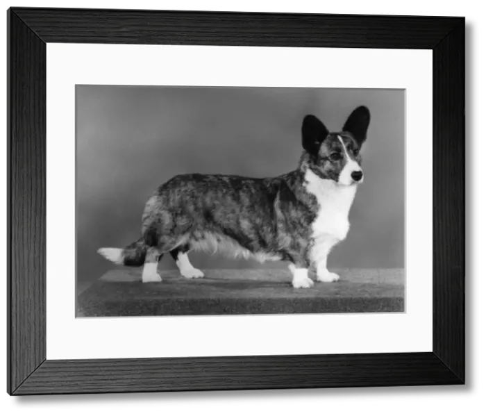 Framed Print : Corgi - Ch Antoc Cinnabar Framed Print : Corgi - Ch Antoc Cinnabar