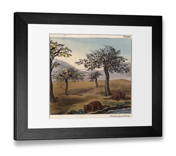 Framed Print : Coypu in a landscape, Chile, South America Framed Print : Coypu in a landscape, Chile, South America