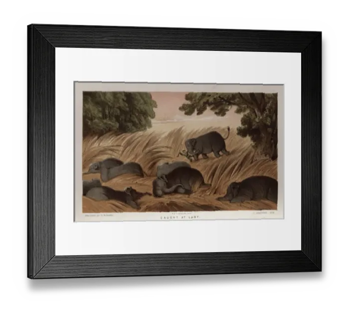 Framed Print : Hunter trampled by elephant, Sri Lanka Framed Print : Hunter trampled by elephant, Sri Lanka