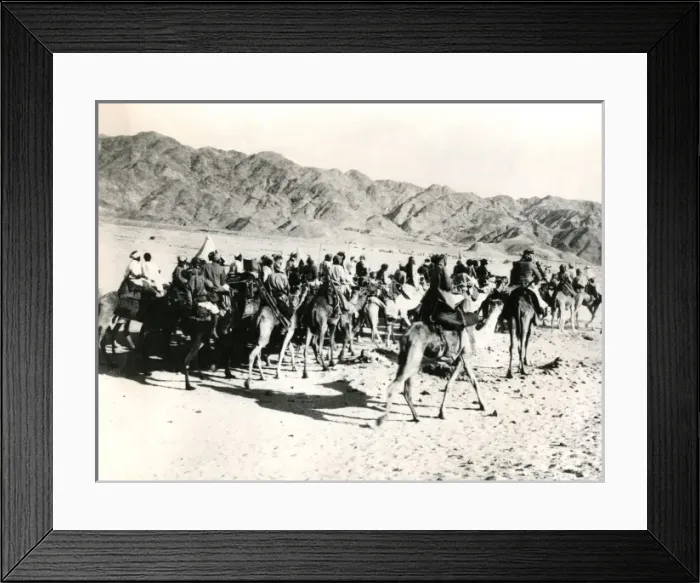 Framed Print : Camels and riders, Mesopotamia, WW1 Framed Print : Camels and riders, Mesopotamia, WW1