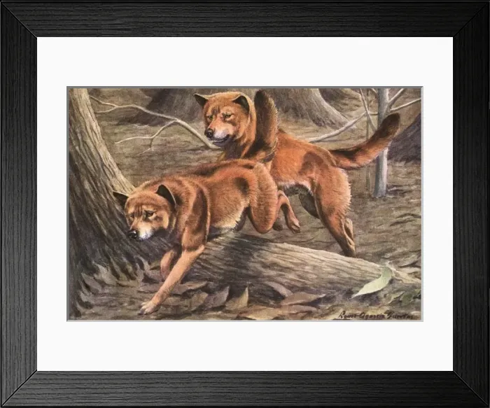 Framed Print : Dingoes, leap over a tree root a forest, their coats are redish brown with Framed Print : Dingoes, leap over a tree root a forest, their coats are redish brown with