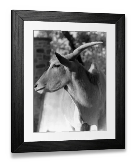 Framed Print : Head of an Eland Framed Print : Head of an Eland