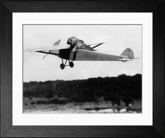 Framed Print : Flying Rabbit Framed Print : Flying Rabbit