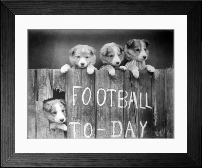Framed Print : Dog Baseball Fans Framed Print : Dog Baseball Fans