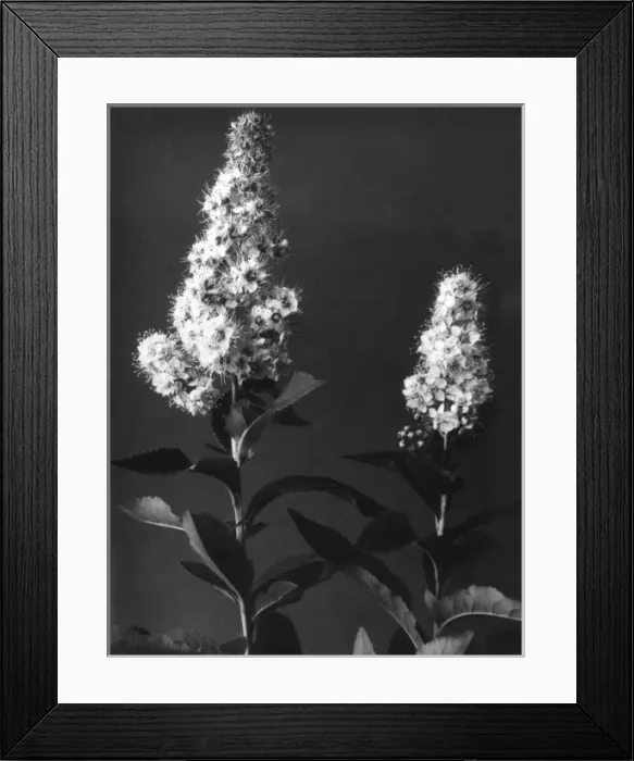 Framed Print : Meadowsweet Framed Print : Meadowsweet