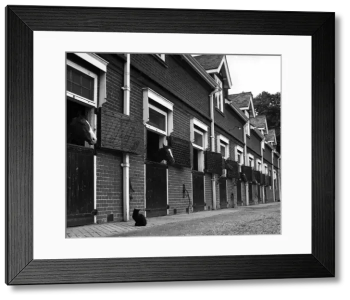 Framed Print : Horses in Stables Framed Print : Horses in Stables