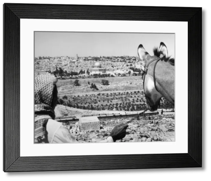 Framed Print : Jerusalem Donkey Framed Print : Jerusalem Donkey