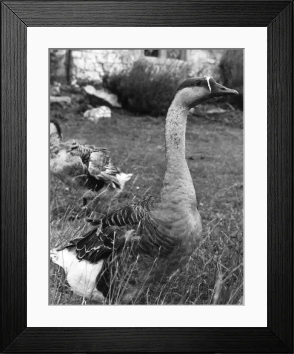 Framed Print : Chinese Goose Framed Print : Chinese Goose