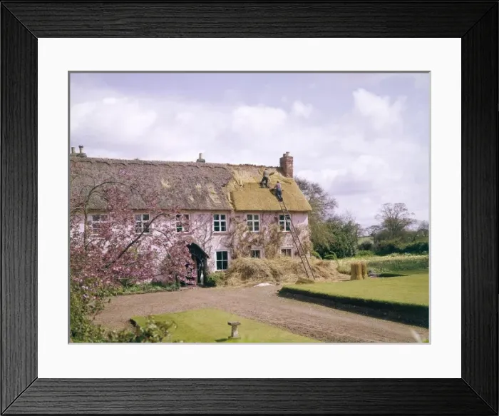 Framed Print : Thatching a Roof Framed Print : Thatching a Roof
