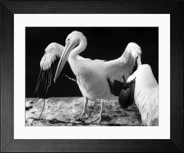 Framed Print : PELICANS. A pelican spreads its wings. Date: 1970s Framed Print : PELICANS. A pelican spreads its wings. Date: 1970s