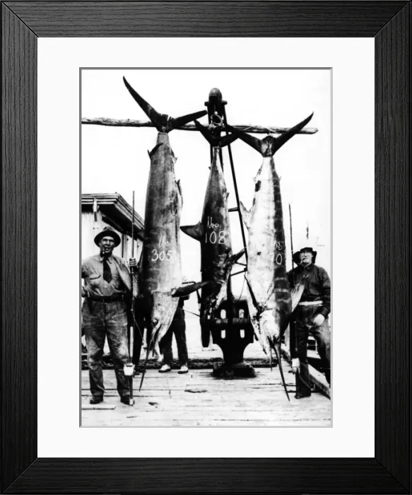 Framed Print : Kiwi Swordfish Catch Framed Print : Kiwi Swordfish Catch