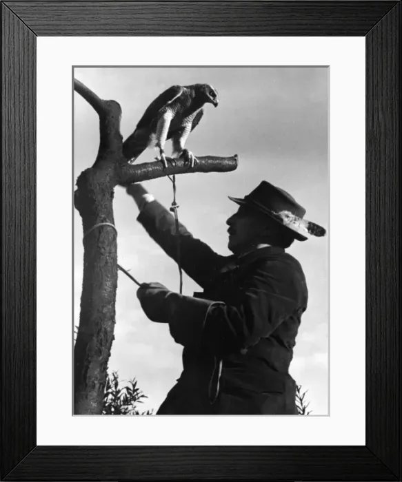 Framed Print : Falconry : on a Tree Framed Print : Falconry : on a Tree