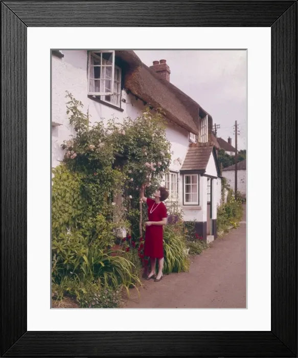 Framed Print : English Rose Framed Print : English Rose