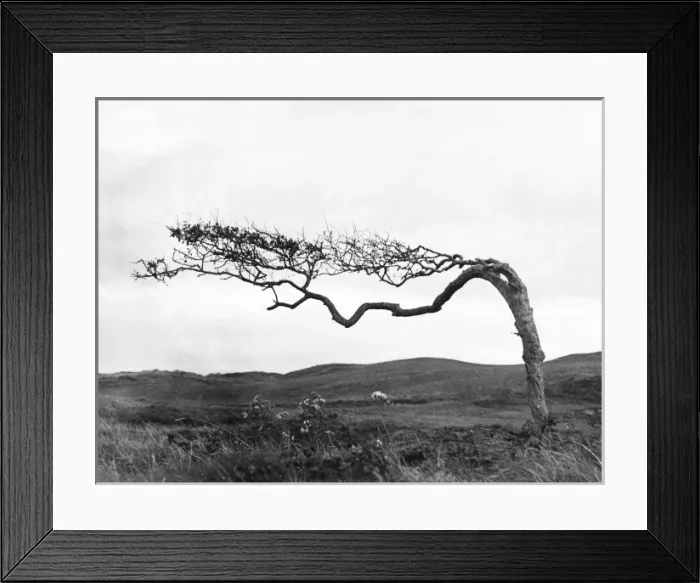 Framed Print : Weatherbeaten Hawthorne Framed Print : Weatherbeaten Hawthorne