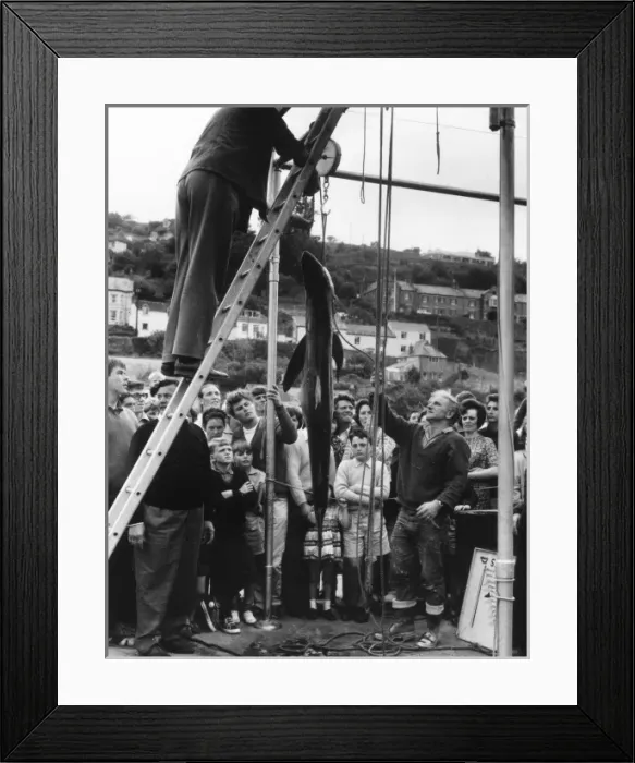 Framed Print : Cornish Shark Catch Framed Print : Cornish Shark Catch