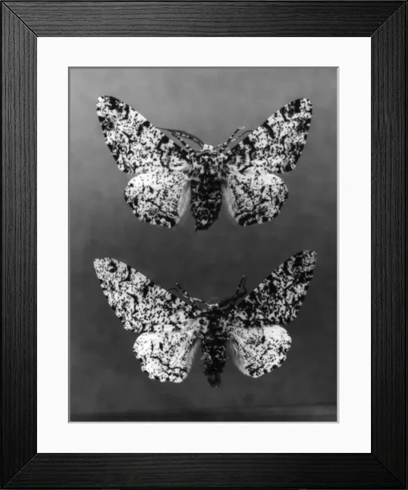 Framed Print : Peppered Moths Framed Print : Peppered Moths