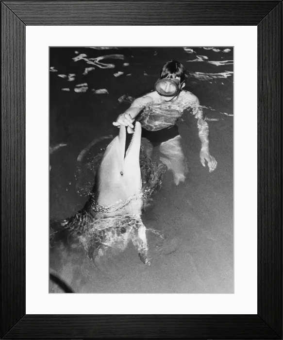 Framed Print : Feeding a Dolphin Framed Print : Feeding a Dolphin