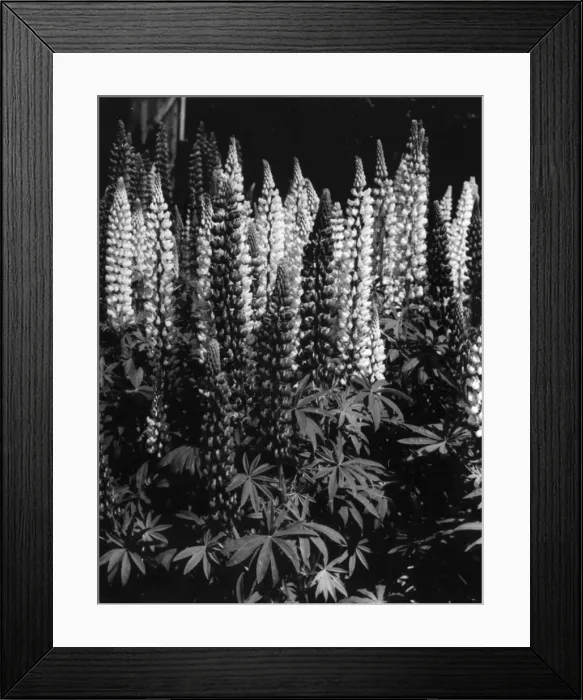 Framed Print : Russell Lupins Framed Print : Russell Lupins