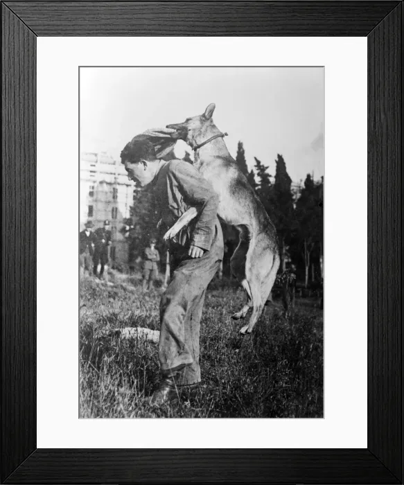 Framed Print : Italian Police Dog Framed Print : Italian Police Dog