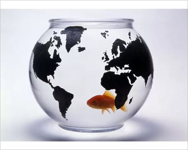 Global Goldfish