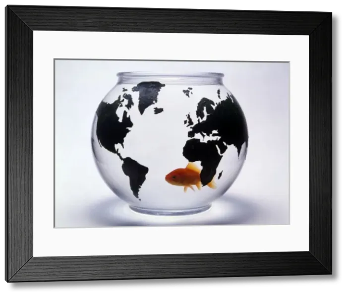 Framed Print : Global Goldfish Framed Print : Global Goldfish
