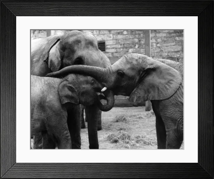 Framed Print : Three Elephants Framed Print : Three Elephants