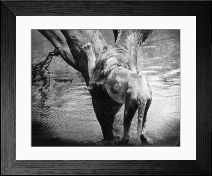 Framed Print : Lion Sharpens its Claws Framed Print : Lion Sharpens its Claws