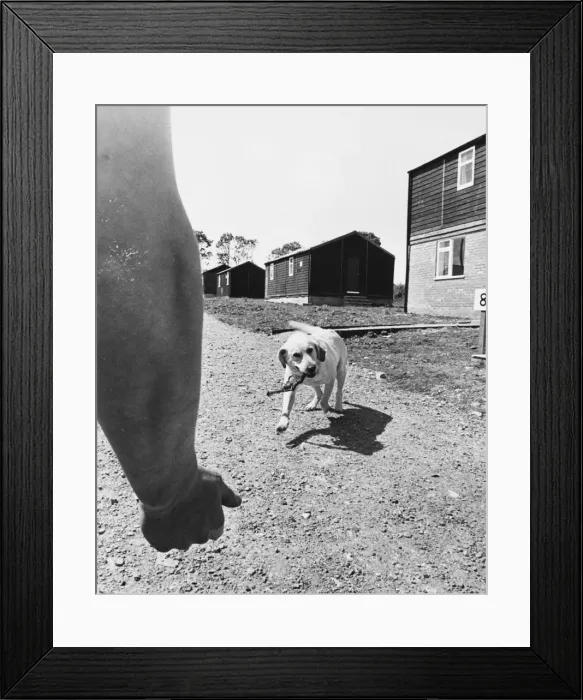 Framed Print : Army Sniffer Dog Framed Print : Army Sniffer Dog