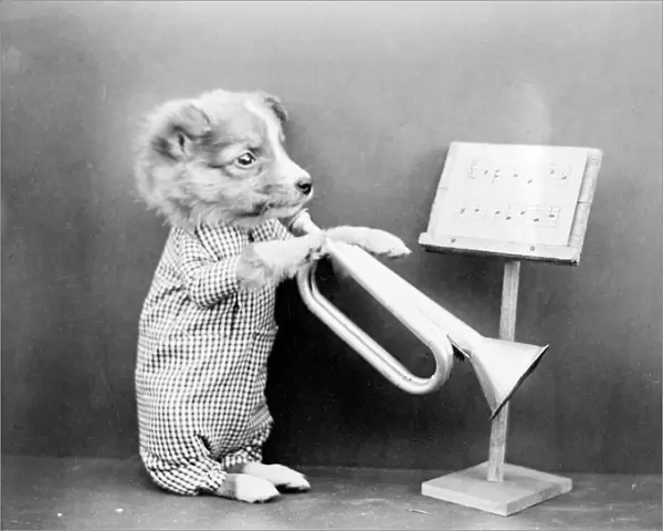 Dog Playing a Trumpet