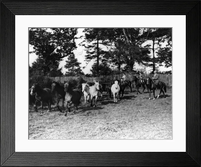 Framed Print : Breaking in Ponies Framed Print : Breaking in Ponies