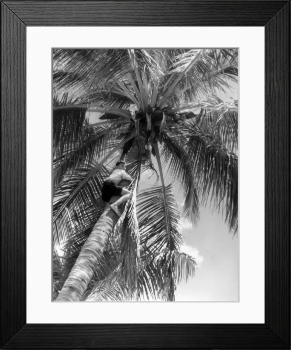 Framed Print : Picking Coconuts Framed Print : Picking Coconuts