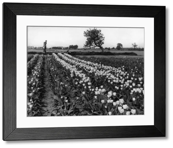 Framed Print : Tulip Fields Framed Print : Tulip Fields