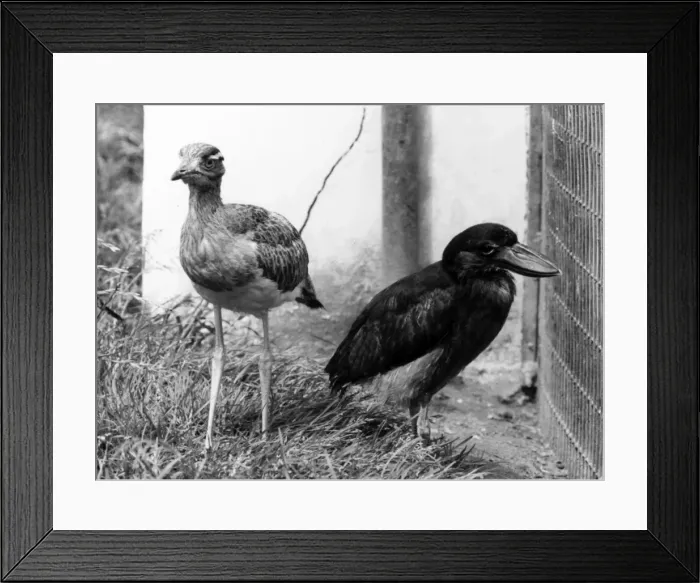 Framed Print : Plover and Heron Framed Print : Plover and Heron