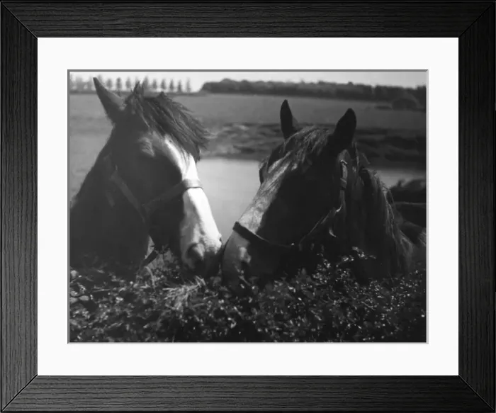 Framed Print : HORSE PLAY Framed Print : HORSE PLAY