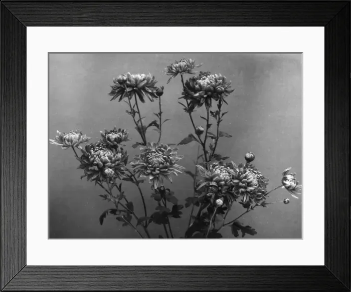 Framed Print : Chrysanthemums Framed Print : Chrysanthemums