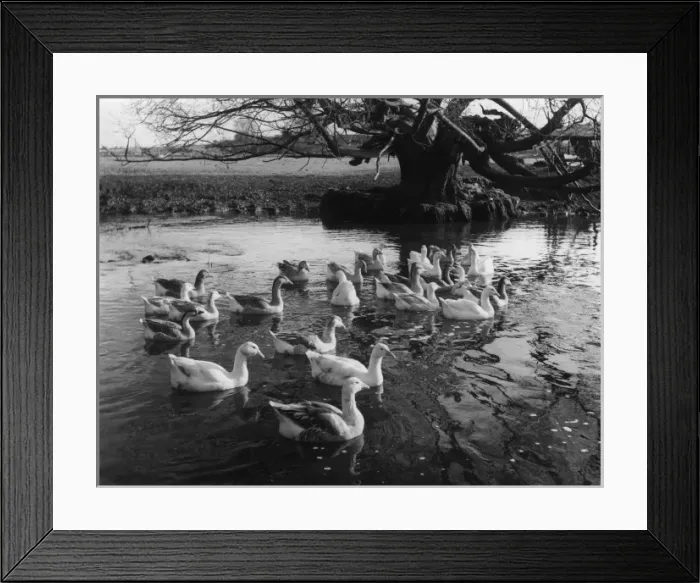 Framed Print : Mill Pool Geese Framed Print : Mill Pool Geese