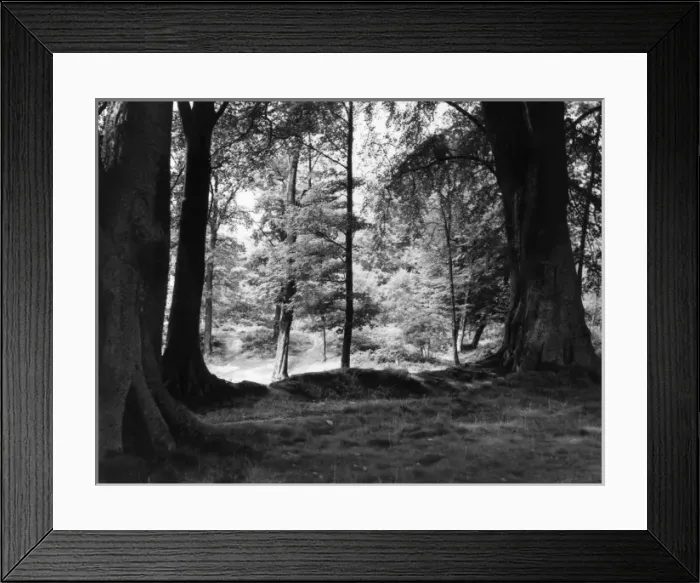 Framed Print : Shady Glade Framed Print : Shady Glade