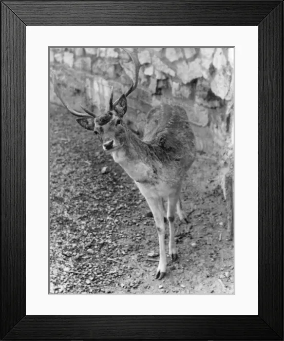 Framed Print : Shy Fallow Deer Framed Print : Shy Fallow Deer