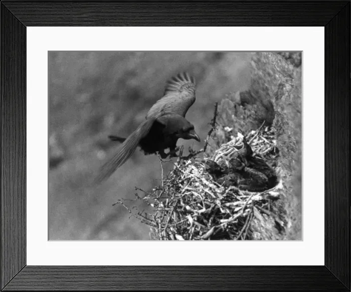 Framed Print : Birds / Raven Framed Print : Birds / Raven