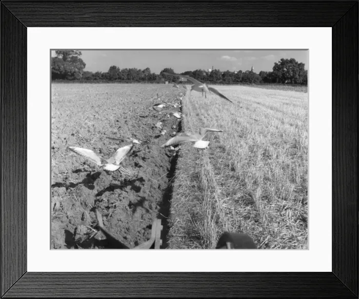Framed Print : Ploughing Gulls Framed Print : Ploughing Gulls
