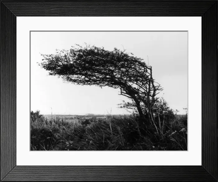 Framed Print : Weatherbeaten Hawthorn Framed Print : Weatherbeaten Hawthorn