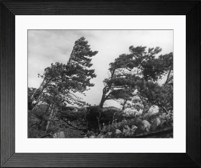 Framed Print : Windblown Fir Trees Framed Print : Windblown Fir Trees