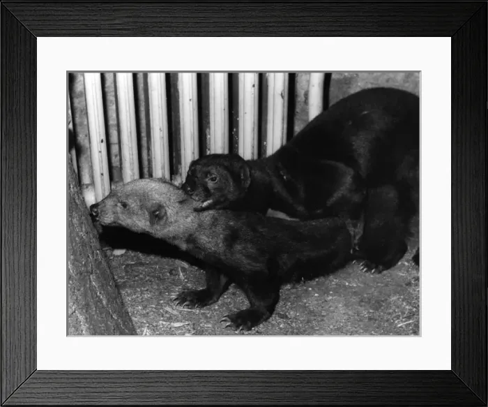 Framed Print : Mating Taras Framed Print : Mating Taras