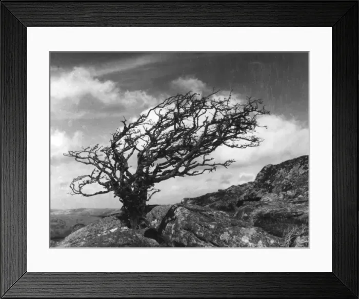 Framed Print : Weatherbeaten Hawthorn Framed Print : Weatherbeaten Hawthorn