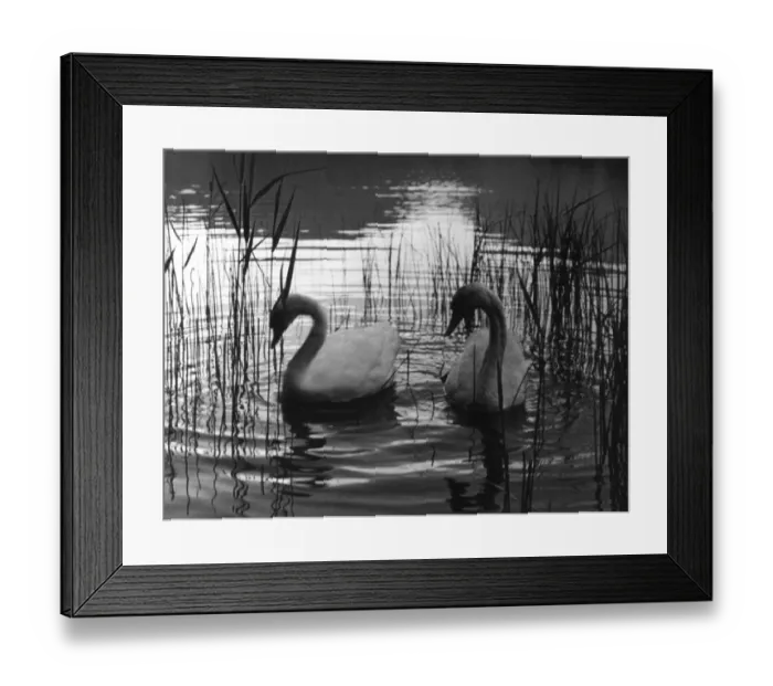 Framed Print : REED SWANS Framed Print : REED SWANS
